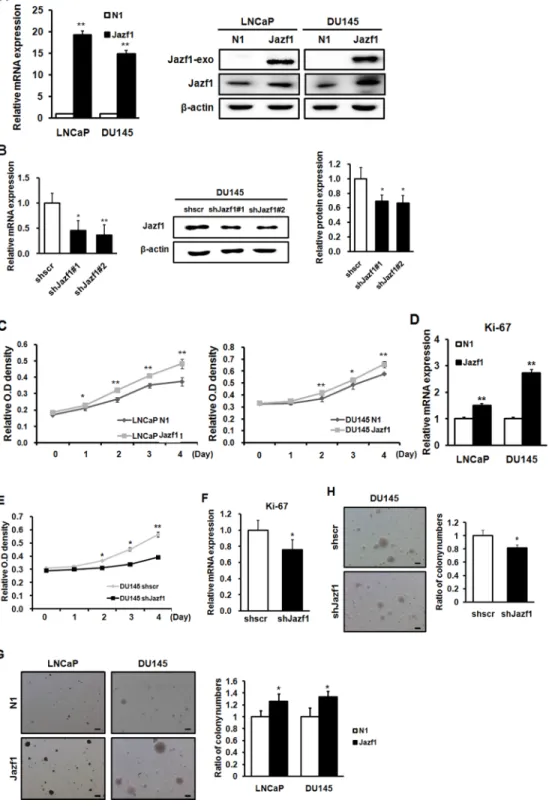 Figure 2: Jazf1 enhances cell proliferation and colony formation ability in human prostate cancer cells