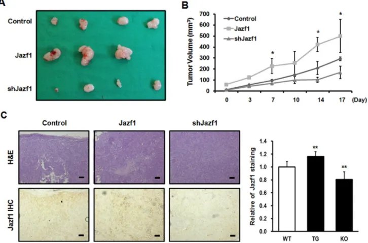 Figure 5: Jazf1 regulates tumor formation in nude mice.  (A) Jazf1-overexpressing or knock-down DU145 cells were  subcutaneously injected in nude mice and representative tumor tissues were observed after 5 weeks
