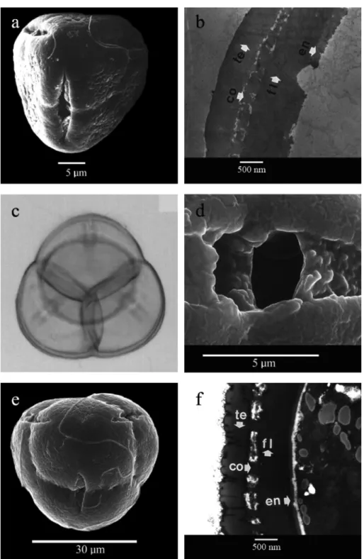 Figure 2. LM, SEM and TEM images of pollen types I (a-b) and II (c-f). a-b.  R. micranthum