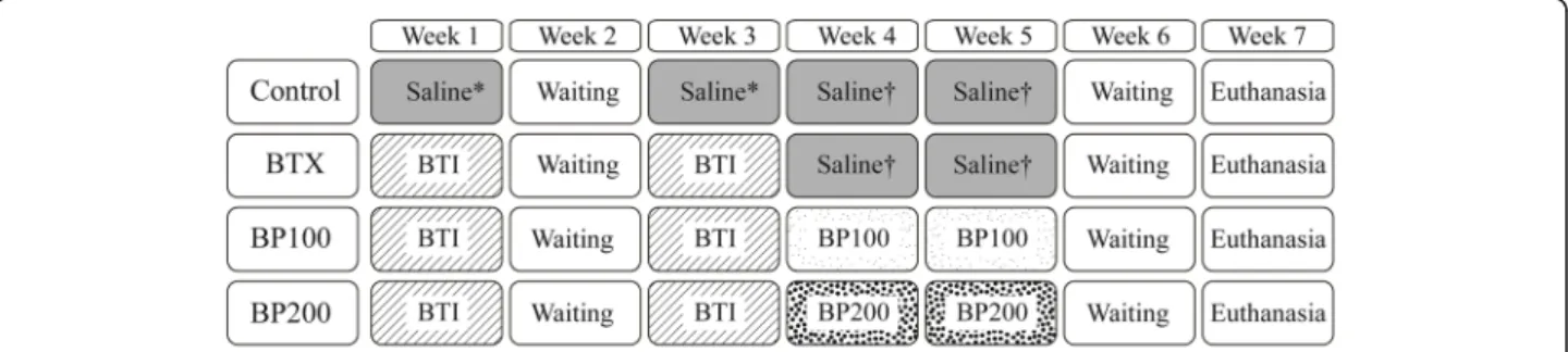 Fig. 1 Experiment design. 3.75 U of botulinum toxin and the same dose of normal saline were administered in weeks 1 and 3