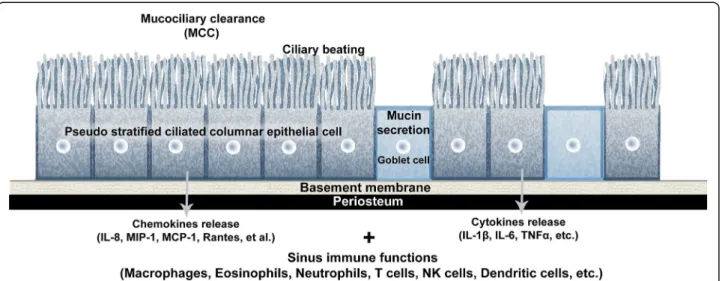 Fig. 2 Schematic drawing of immunity-related mucociliary clearance in the pseudostratified ciliated columnar epithelium of the maxillary sinus