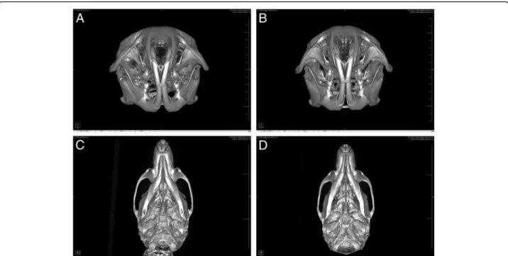 Fig. 3 μCT images after the injection of saline for the control group and BTX for the experimental group