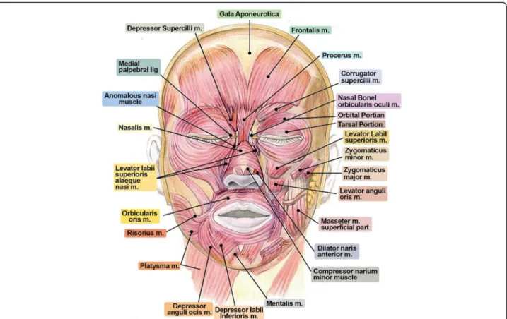 Fig. 3 Perform botulinum toxin injection after understanding the overall anatomical structures for facial muscles