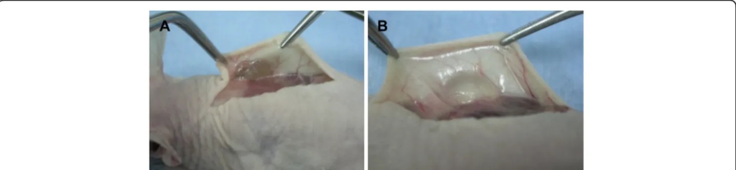 Fig. 1 Macroscopic view. Hydrogel (a) and hyaluronan gel filler (b) groups just before sacrifice (8 weeks after surgery)