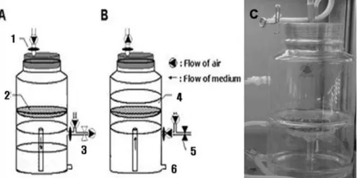 Figure 1. Structure of temporary immersion bioreactor. A-withdrawal phase; B-immersion phase; C-inoculated bioreactor; 1- 1-membrane filter; 2-glass filter (spagar); 3-solenoid valve (open); 4-medium; 5-solenoid valve (close); and 6- exchange medium line.