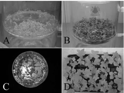 Figure 9. Plant production process in somatic embryos using temporary immersion bioreactor