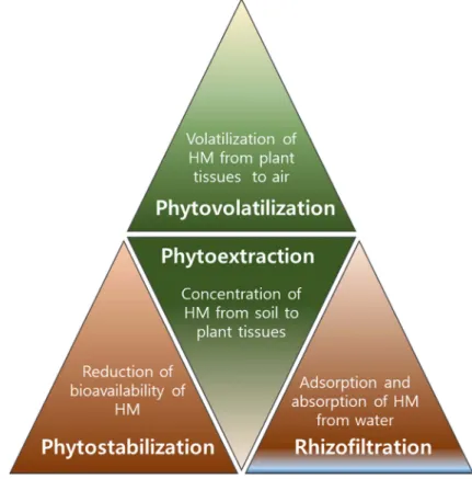 Fig. 4. Phytoremediation technology of heavy metal-contaminated soil [34]. 