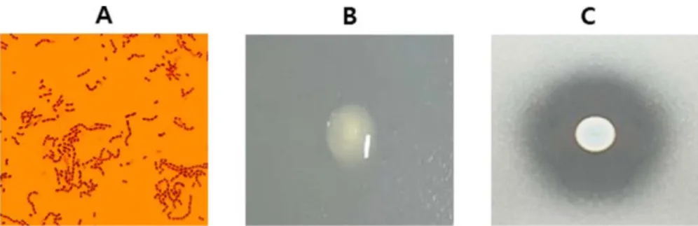 Fig. 1. Gram staining of Leuconostoc mesenteroides CJNU 0705 (A), dextran production from the strain on tryptic soy agar con- con-taining 2% sucrose (B), and antimicrobial activity of the strain against Propionibacterium acnes KCTC 3314