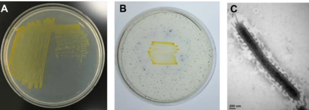 Fig. 1. Phenotypic characteristics of S2-3. (A) Formation of yellow colored colonies of S2-3 grown on marine agar medium at 30 ℃.