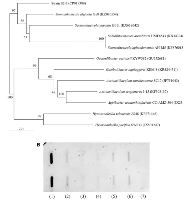 Fig. 2. Genetic analysis of S2-3. (A) Phylogenetic tree of S2-3 constructed from the nucleotide sequence of 16S rRNA gene using the