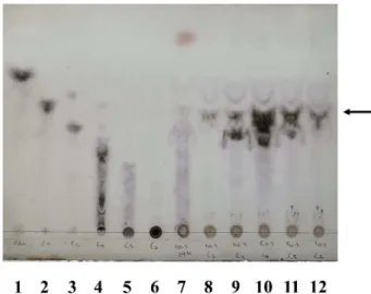 Fig. 4. Determination of cell growth (filled circle) and cellu- cellu-lase activity (filled square) depending on cultivation time in marine broth