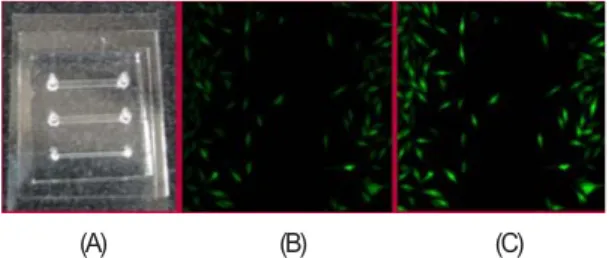 그림 1. Miniature  flow  chambers  containing  cells  of different sizes (A). The expression of intracellular Ca 2+ before (B) and after (C) fluid flow-induced shear stress.