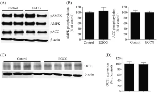 Figure 2. Effect of EGCG