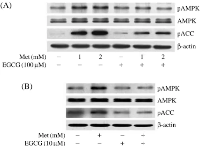 Figure 4. Effect of EGCG on the metformin uptake in HT-