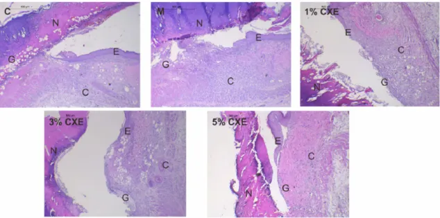 Fig. 7. Histopathology of skin examination, C indicates connective tissue, G indicates granulation, E indicates re-epithelization, and  N indicates necrosis.