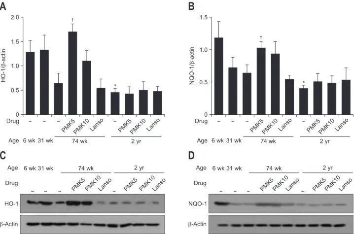 Fig. 4. PMK-S005 relieves the age-related decrease in antioxidant enzymes. Western blot analysis of heme oxyganase 1 (HO-1) (A) and NAD(P) H:quinone oxidoreductase 1 (NQO-1) (B) levels in the rat gastric mucosa