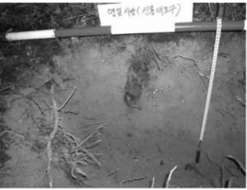 Figure 2. The soil profile of Forest Stands in the Young-il Erosion Control District.