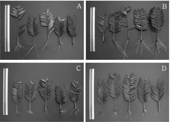 Figure 1. Effects of plant growth regulators on rooting of  Cephalotaxus koreana  cutting.