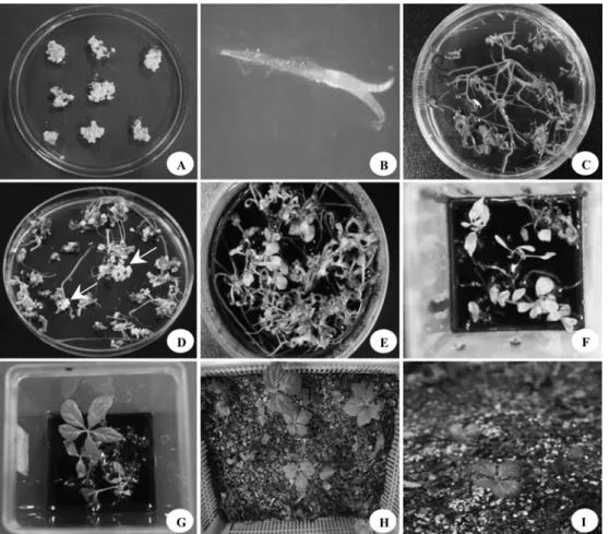 Figure 1. Production of  Eleutherococcus seoulensis  plants through somatic embryogenesis