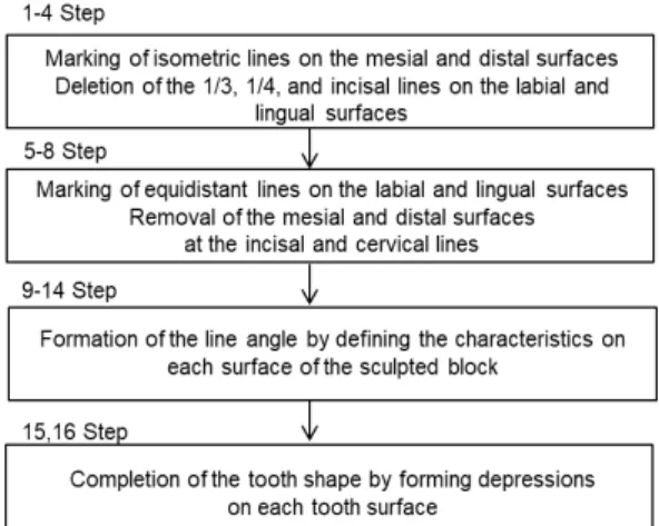 Fig.  1.  The  16-step  engraving  process  for  the  maxillary  right  central  incisor.