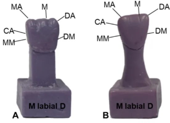 Fig.  6.  A  carving  model  of  the  maxillary  right  central  incisor using a textbook (A), A carving model of  the  maxillary  right  central  incisor  using  augmented  reality  (AR)  contents  (B)