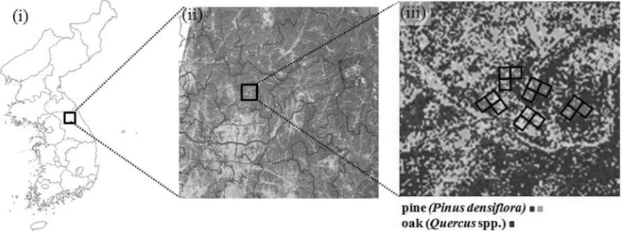Figure 1. Study site in Hoengseong, Kangwon; a map of Korea (i), a satellite imagery around the study area (ii), and an image of the canopy species composition based on the supervised classification using ERDAS Imagine 9.0 and the fifteen squares of the st
