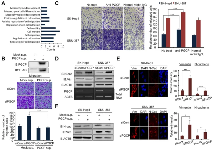 Figure 1: PGCP silencing induces migration and invasion in SK-Hep1 and SNU-387 cells.  A