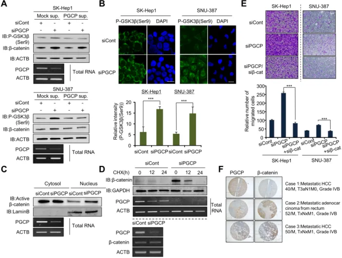 Figure 2: PGCP knockdown increases phosphorylation of GSK3β.  A. Western blot analysis of phospho-GSK3β (Ser9) and  β-catenin