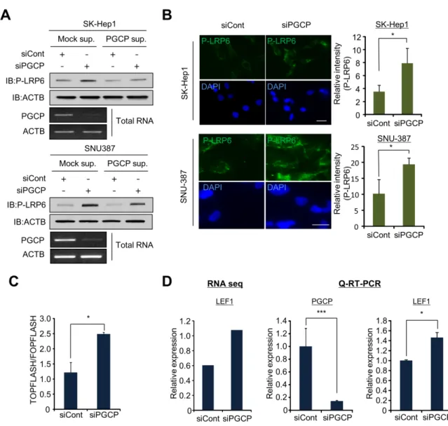Figure 3: PGCP knockdown induces phosphorylation of LRP6.  A. Detection of phospho-LRP6 by Western blotting
