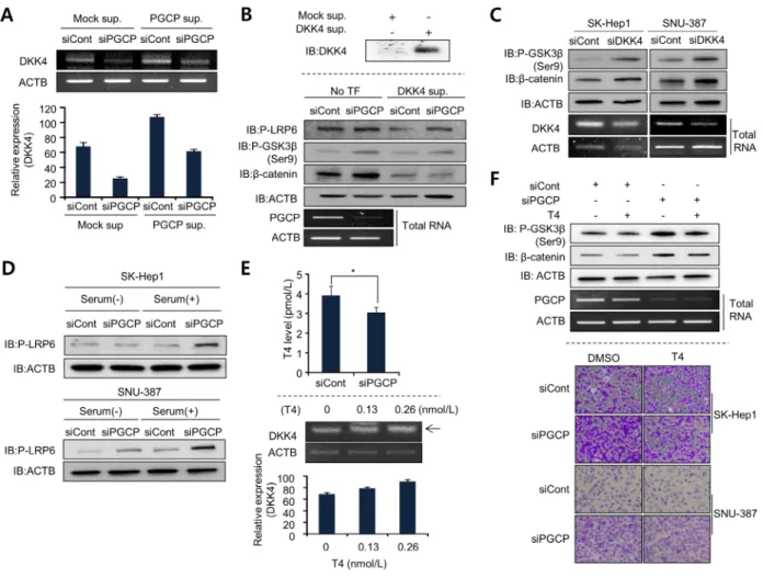Figure 4: PGCP transcriptionally modulates DKK4 expression in a T4-dependent manner.  A