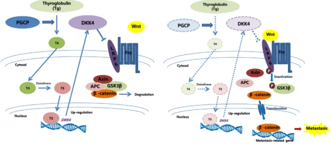 Figure  6:  Graphic  summary  of  PGCP  effects  on  liver  cancer  metastasis.   Secreted  PGCP  triggers  liberation  of  T4  from  circulating Tg