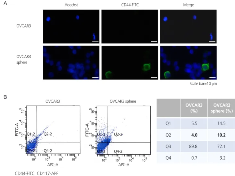 Fig. 1. (A) Increased expression of CD44 in OVCAR3 sphere forming cells. The expression of ovarian cancer stem cell marker CD44 was  increased in OVCAR3 sphere forming cells as observed under fluorescence microscopy