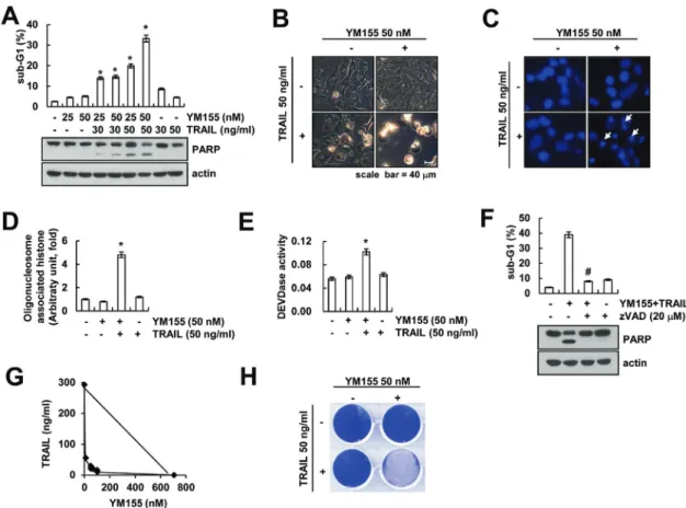 Figure 1: YM155 sensitizes Caki cells to TRAIL-mediated apoptosis.  A. Caki cells were treated with the indicated concentrations  with TRAIL in the presence or absence of the indicated concentrations of YM155 for 24 h