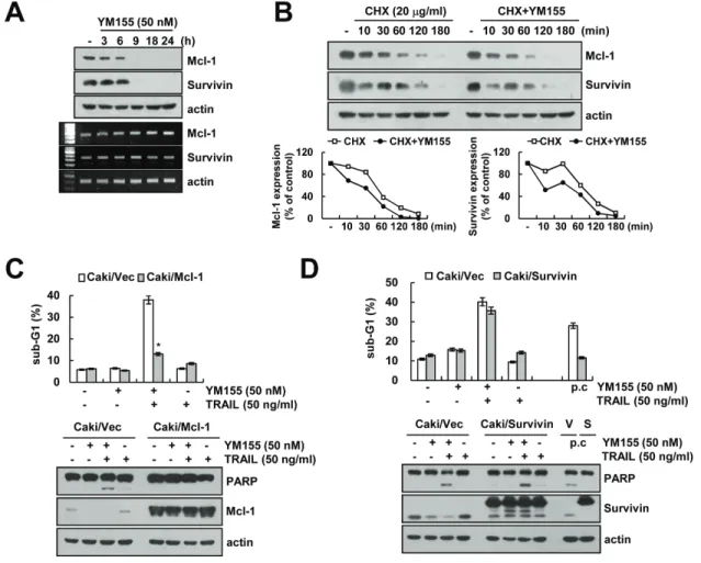 Figure 3: Down-regulation of Mcl-1 by YM155 is associated with the induction of TRAIL-mediated apoptosis