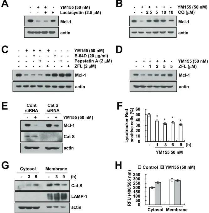 Figure 4: YM155 induces down-regulation of Mcl-1 expression in a lysosomal cathepsin S-dependent manner