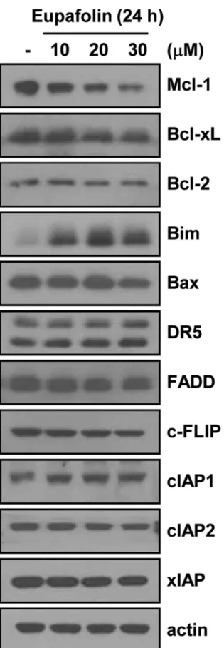 Figure 2: Effects of eupafolin on expression levels of apoptosis-related proteins.  Caki cells were treated with the indicated  concentrations of eupafolin for 24 h