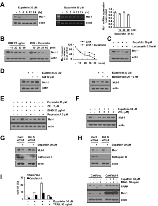 Figure 3: Eupafolin induced cathepsin S-mediated down-regulation of Mcl-1 expression.  A