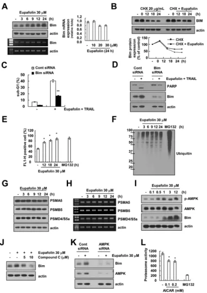 Figure 4: Eupafolin induces up-regulation of Bim expression through AMPK-mediated inhibition of proteasome  activity