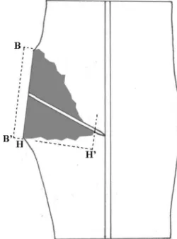 Figure 4. A diagram of a branch union sample dissected along the medial longitudinal plane