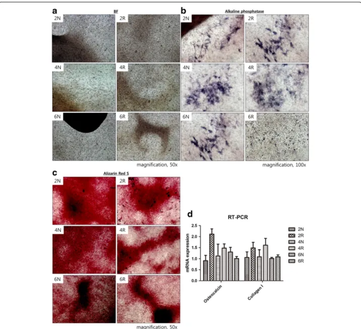 Fig. 6 Osteogenic differentiation. a Bright field view. Calcium deposition (black dots) was scattered throughout the entire area after osteogenic differentiation in all groups