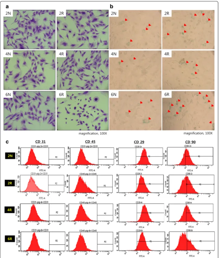 Fig. 3 Senescence of irradiated ASCs. a Crystal violet staining. Cell morphology was inhomogeneous, smaller, and blunter in the 6R group compared to the other groups
