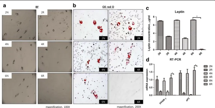 Fig. 4 Adipogenic differentiation. a Bright field view. Adipogenic differentiation was not observed in the 6R group