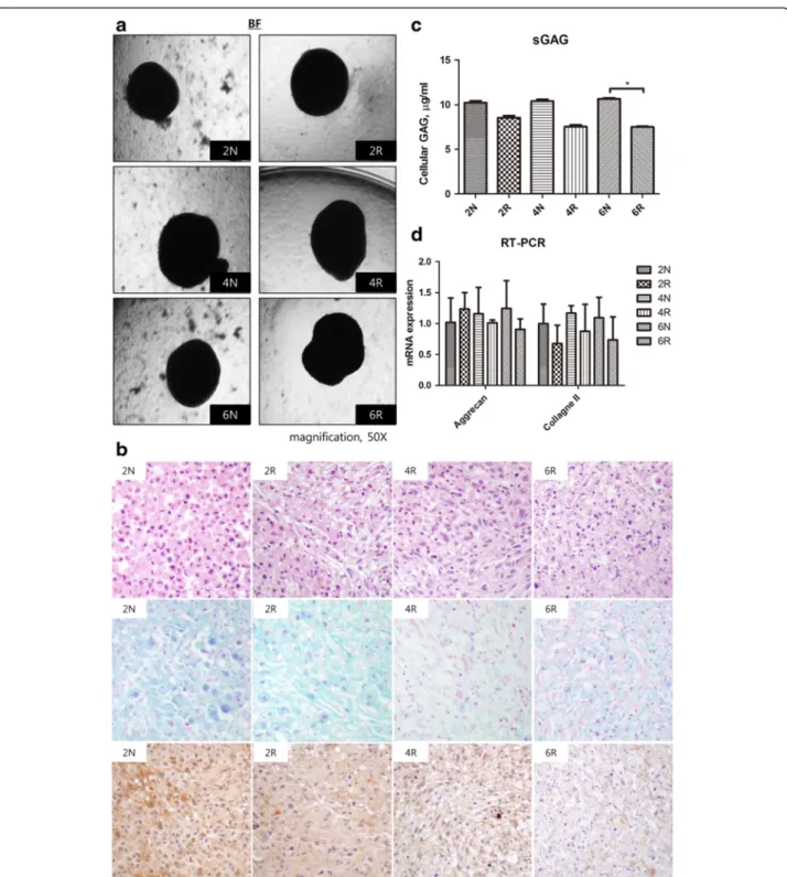 Fig. 5 Chondrogenic differentiation. a Bright field view. All of the groups exhibited chondrogenic differentiation