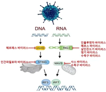 Fig.  3.  Immune  evasion  of  viruses.