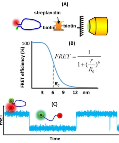 Fig. 1. Single-molecule Förster Resonance Energy Transfer (FRET). (a)  Experimental scheme