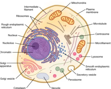 Fig.  7.  Hierarchical  compaction  of  DNA  to  chromosome  to  fit  within  a  nucleus
