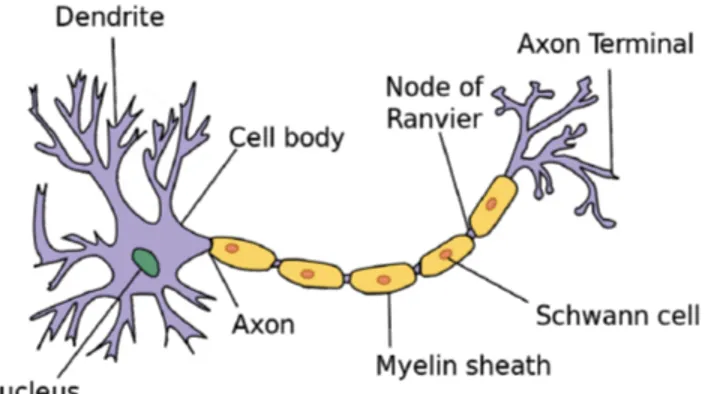 Fig.  9.  Schematic  view  of  a  neuron  structure.  (By  User:Dhp1080  -  “Anatomy  and  Physiology”  by  the  US  National  Cancer  Institute’s  Surveillance, Epidemiology and End Results (SEER) Program, CC BY-SA 3.0,  https://commons.wikimedia.org/w/in