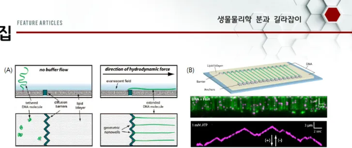 Fig.  4.  DNA  curtain  technique.  (A)  Schematics  of  single-tether  DNA  curtain.  DNA  at  the  nano-barrier  in  the  (left)  absence  and  (right)  presence  of  buffer  flow