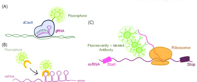 Fig.  6.  Techniques  of  single  particle  tracking  in  a  living  cell.  (A)  Observation  of  a  specific  DNA  region  using  dCad9