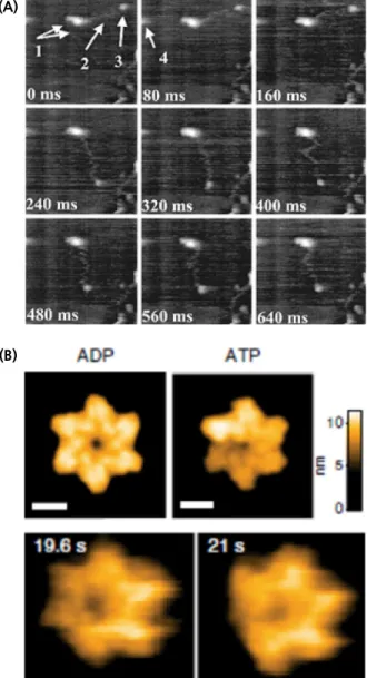 Fig. 7. Studies on biomolecules using high-speed AFM. (A) Observation of the movement of myosin V on actin filament